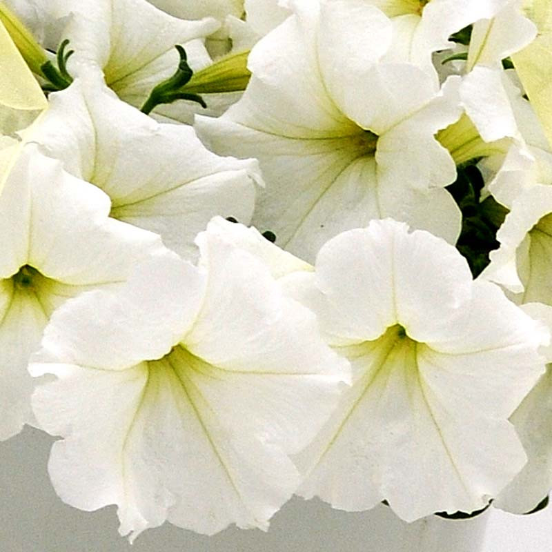 Petunia 'Easy Wave White'